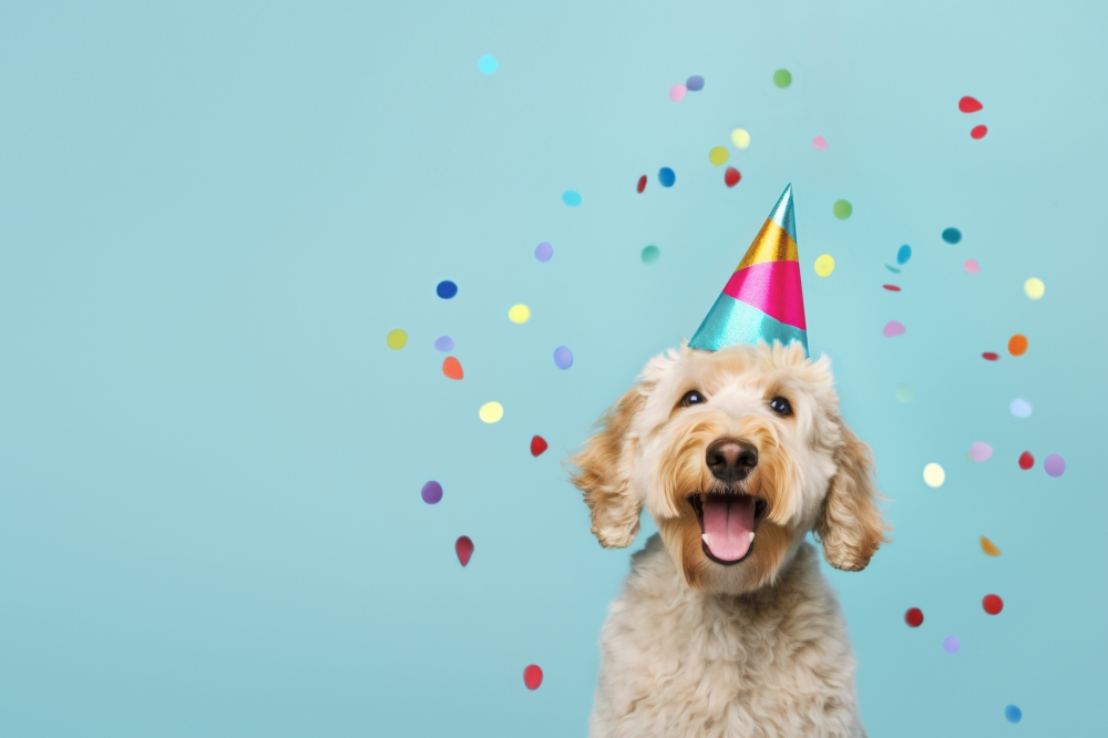 Happy,Cute,Labradoodle,Dog,Wearing,A,Party,Hat,Celebrating,At