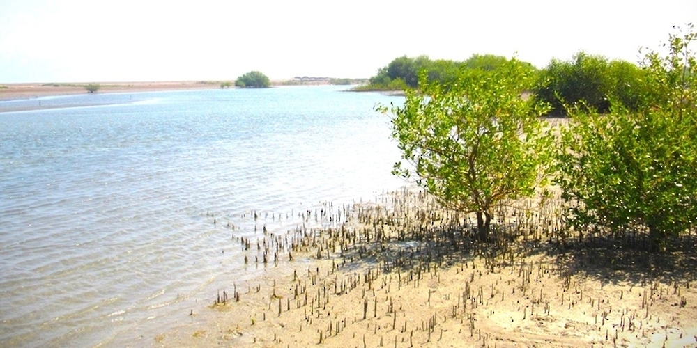 Oman Blue Carbon project begins