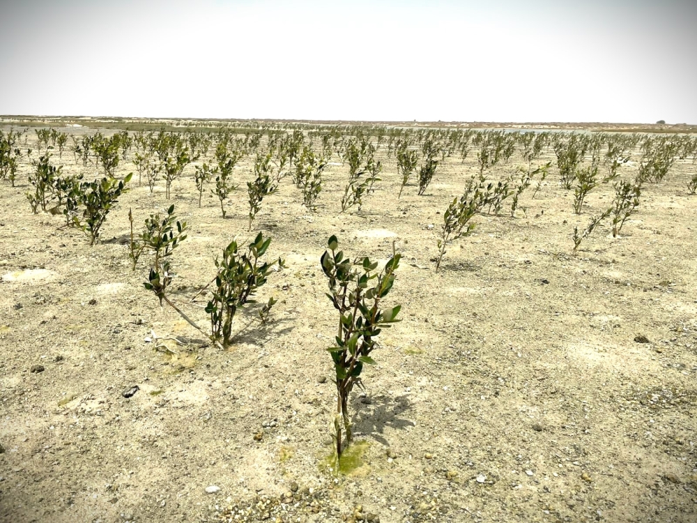 Oman Blue Carbon project begins