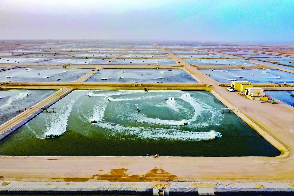 The fish farming sector is considered one of the leading sectors in Oman