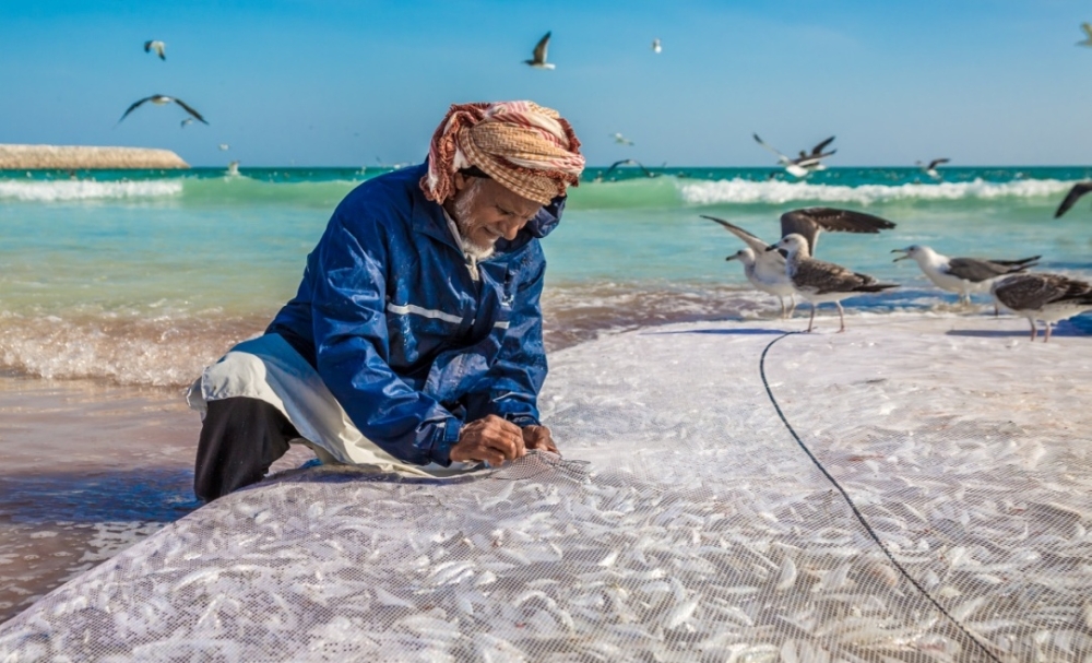 Sardine season starts in the coast of Salalah from October to April every year