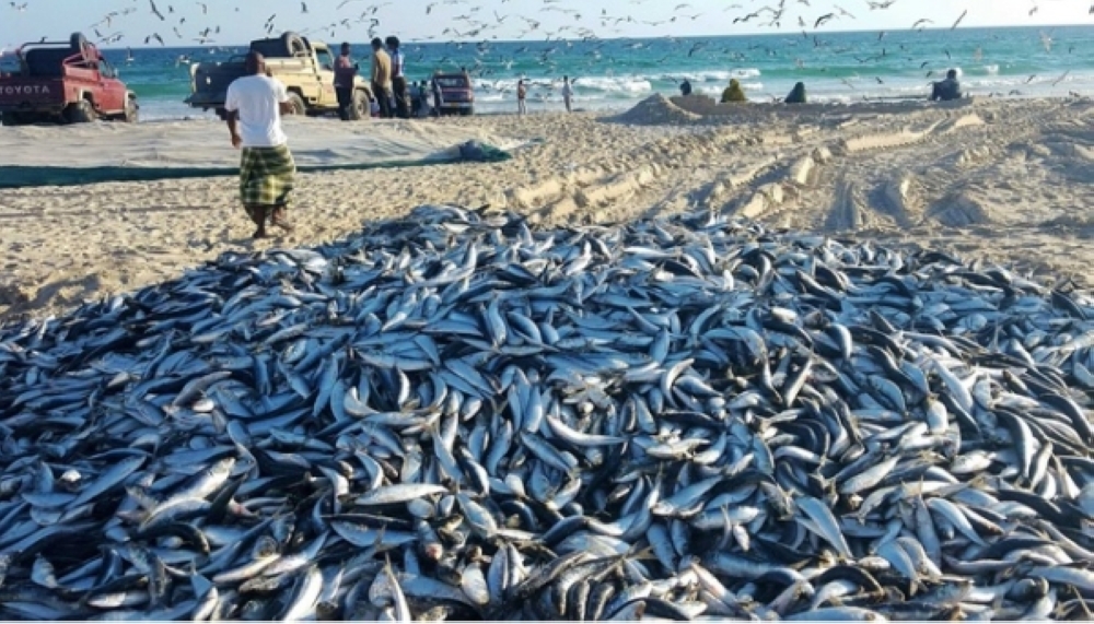 Sardine season starts in the coast of Salalah from October to April every year