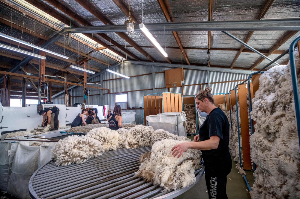 Workers processing wool at the 6,500-hectare Lake Hawea Station, located on the eastern shores of Lake Hawea. — AFP