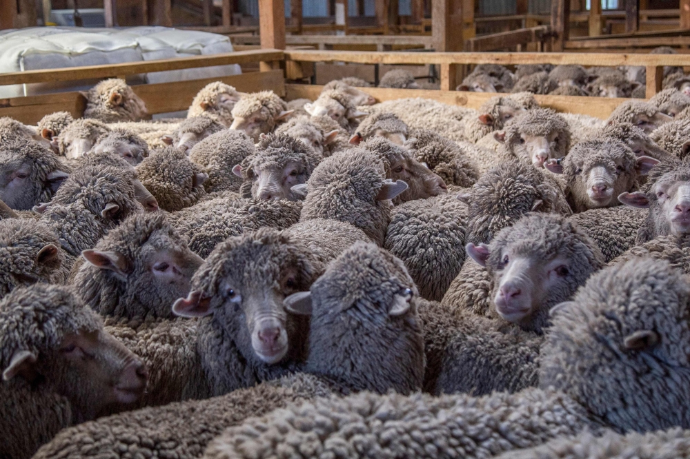 sheep waiting to be shorn at the 6,500-hectare Lake Hawea Station, located on the eastern shores of Lake Hawea, near the town of Wanaka on the South Island of New Zealand. — AFP