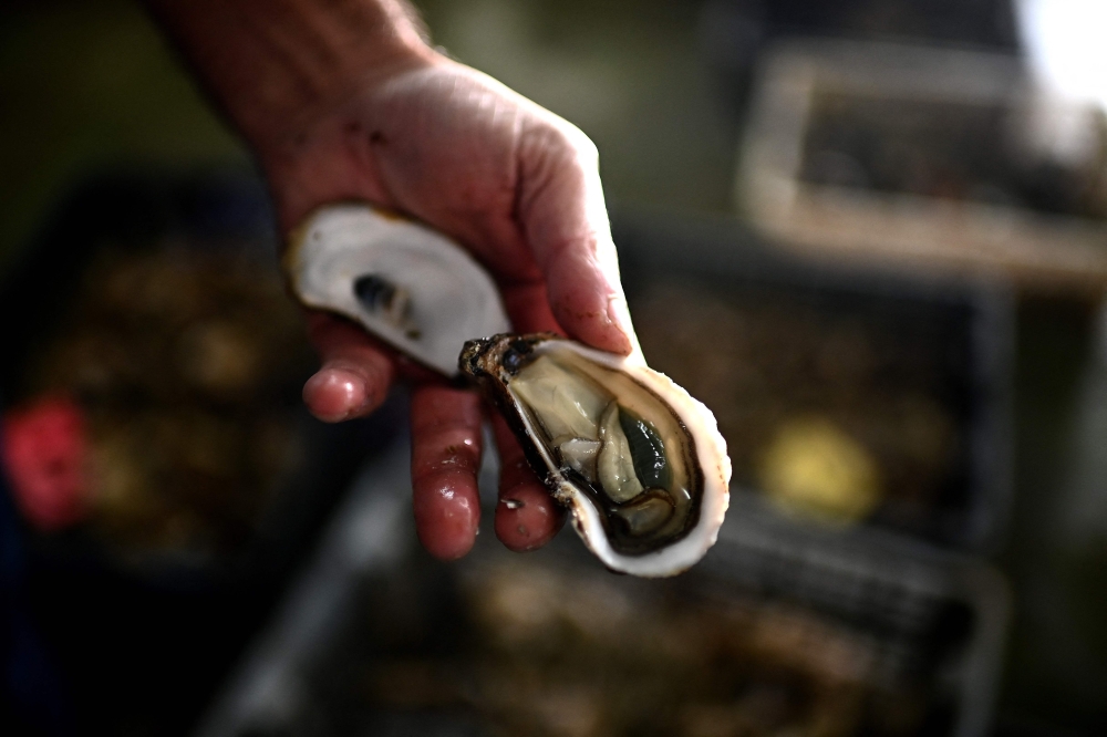 This picture shows manager of the Chiron oyster-farming company Laurent Chiron presenting a Marennes Oleron oyster in L'Eguille along the Seudre river, south-western France. - AFP