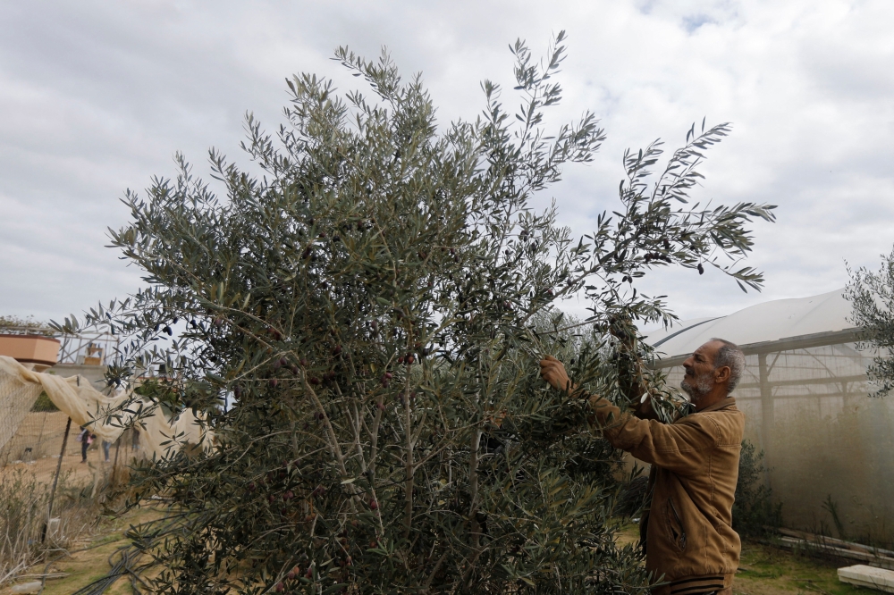 A Palestinian man collects olives on a farm during a temporary truce between Israel and the Palestinian Islamist group Hamas, in Khan Younis in the southern Gaza Strip November 28, 2023. REUTERS/Saleh Salem
