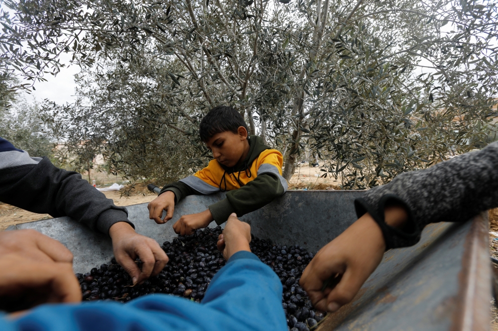 A Palestinian man and his children sort freshly picked olives on a farm during a temporary truce between Israel and the Palestinian Islamist group Hamas, in Khan Younis in the southern Gaza Strip November 28, 2023. REUTERS/Saleh Salem
