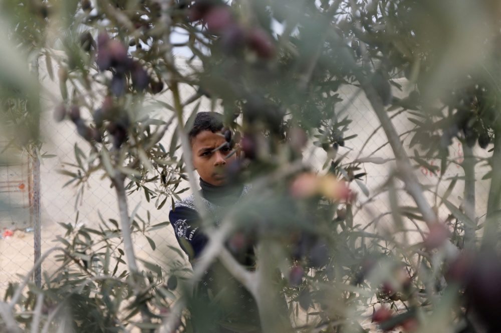 A Palestinian boy collects olives on a farm during a temporary truce between Israel and the Palestinian Islamist group Hamas, in Khan Younis in the southern Gaza Strip November 28, 2023. REUTERS/Saleh Salem
