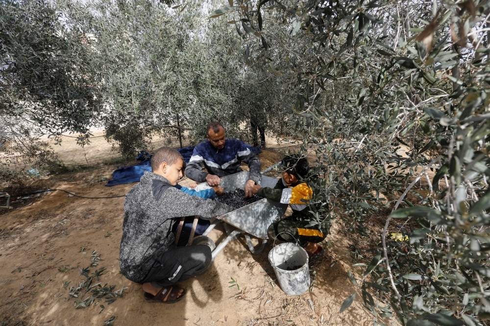 A Palestinian man and his children sort freshly picked olives on a farm during a temporary truce between Israel and the Palestinian Islamist group Hamas, in Khan Younis in the southern Gaza Strip November 28, 2023. REUTERS/Saleh Salem
