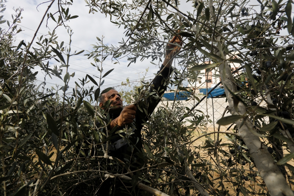 A Palestinian man collects olives on a farm during a temporary truce between Israel and the Palestinian Islamist group Hamas, in Khan Younis in the southern Gaza Strip November 28, 2023. REUTERS/Saleh Salem
