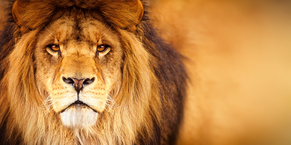 African,Male,Lion,Headshot,Looking,Into,Camera