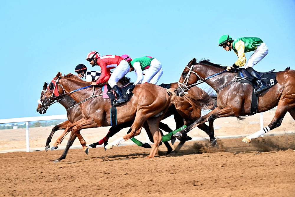Part of the purebred Arabian horses race over a distance of 2,000 metres