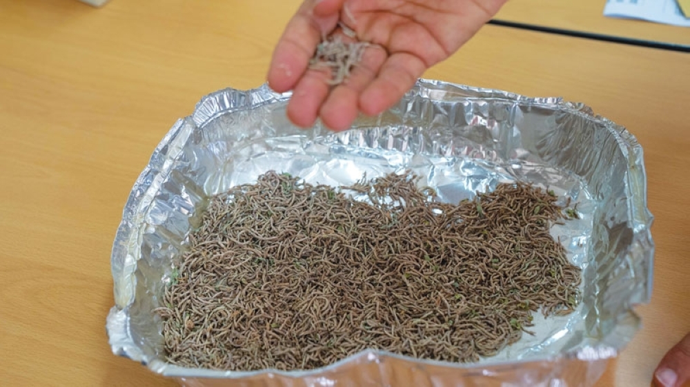 Photos by Midhun Raj