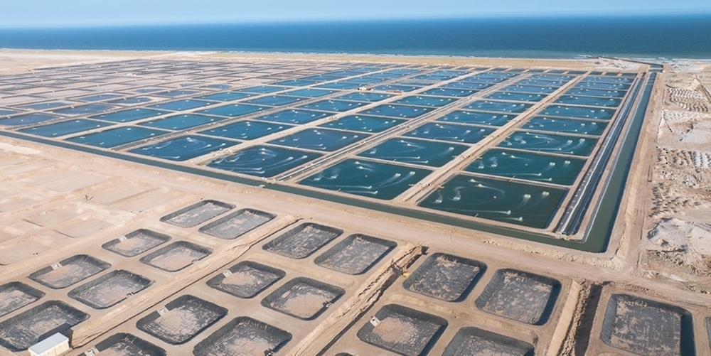 Pilot Project of Al Khuwayma Shrimp Farming