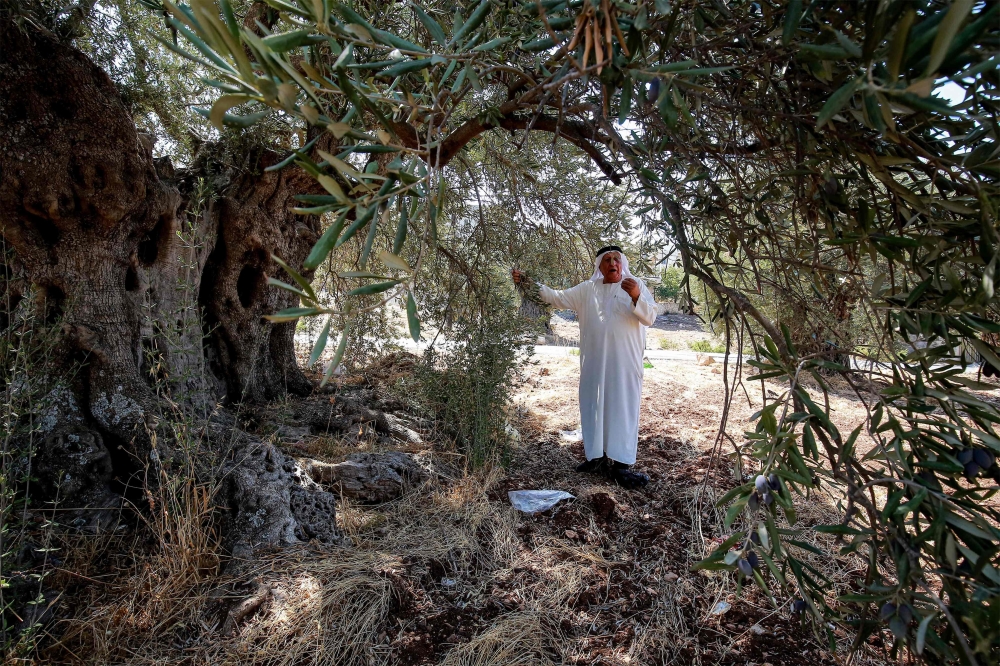 Ali Salih Atta, 84, who owns a farm in the Ajlun Governorate that includes the oldest olive trees in Jordan, close to the Jordan River and the Israeli border, walks in his grove on September 25, 2023. Jordan, the tenth largest producer of olives in the world according to the World Olive Council, boasts many ancient trees that have become an integral part of the country's identity and culture, but are threatened today by urban expansion, illegal logging for fire wood and uprooting to the homes of the wealthy for decoration. (Photo by Khalil MAZRAAWI / AFP)


