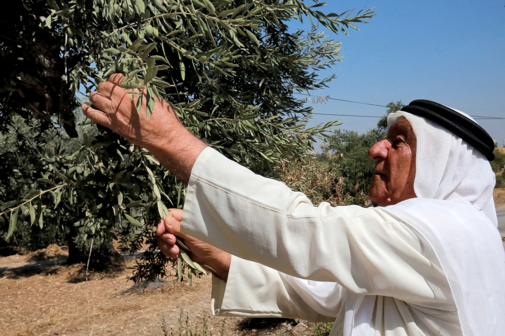 Ali Salih Atta, 84, who owns a farm in the Ajlun Governorate that includes the oldest olive trees in Jordan, close to the Jordan River and the Israeli border, walks in his grove on September 25, 2023. Jordan, the tenth largest producer of olives in the world according to the World Olive Council, boasts many ancient trees that have become an integral part of the country's identity and culture, but are threatened today by urban expansion, illegal logging for fire wood and uprooting to the homes of the wealthy for decoration. (Photo by Khalil MAZRAAWI / AFP)

