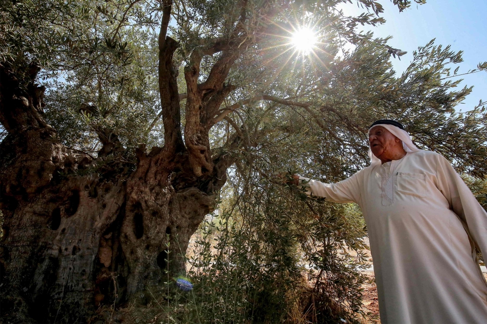 Ali Salih Atta, 84, who owns a farm in the Ajlun Governorate that includes the oldest olive trees in Jordan, close to the Jordan River and the Israeli border, walks in his grove on September 25, 2023. Jordan, the tenth largest producer of olives in the world according to the World Olive Council, boasts many ancient trees that have become an integral part of the country's identity and culture, but are threatened today by urban expansion, illegal logging for fire wood and uprooting to the homes of the wealthy for decoration. (Photo by Khalil MAZRAAWI / AFP)

