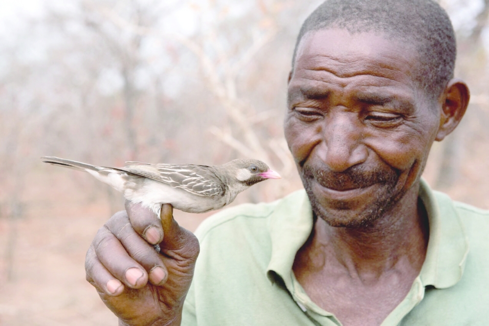Yao honey-hunter Seliano Rucunua holding a male honeyguide caught for research in Niassa Special Reserve in Mozambique. - AFP