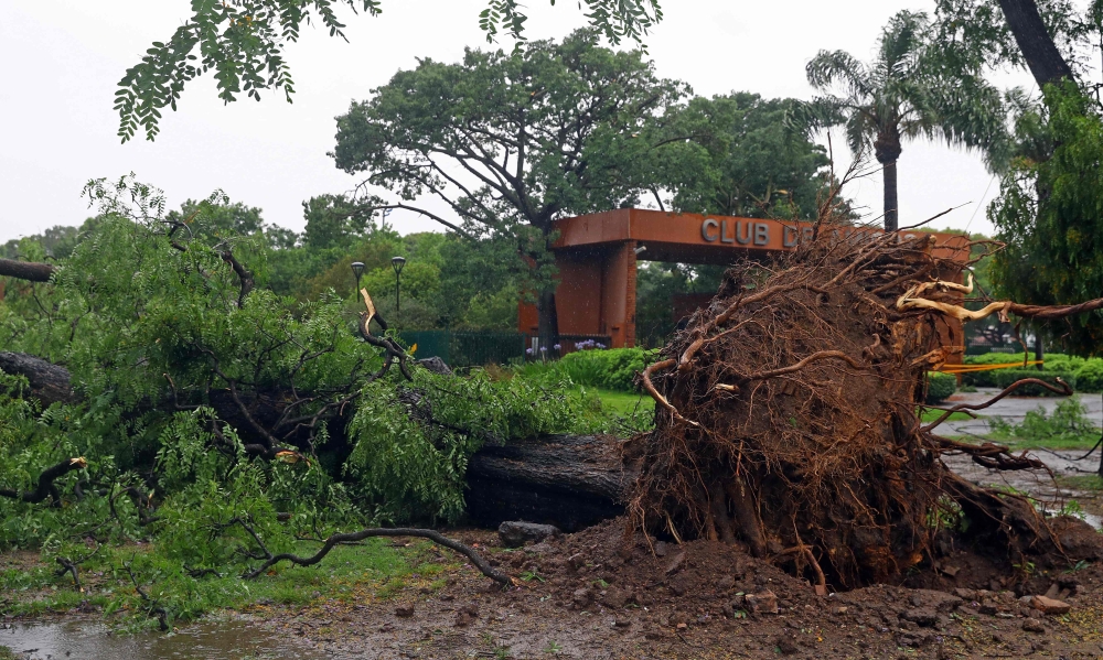 View of a fallen tree following a fierce storm that hit Buenos Aires