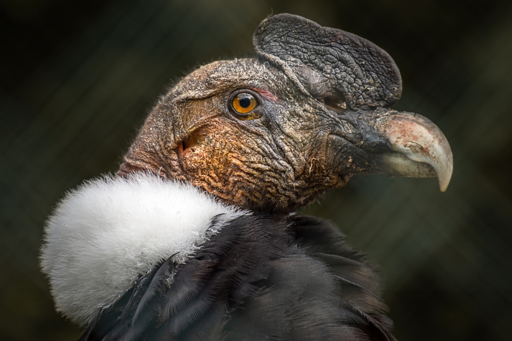 Portrait,Of,The,Andean,Condor