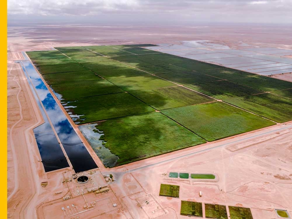 Bauer Nimr has successfully transformed a once barren desert landscape into a thriving oasis teeming with life.