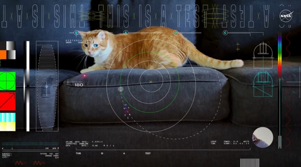 NASA-cat