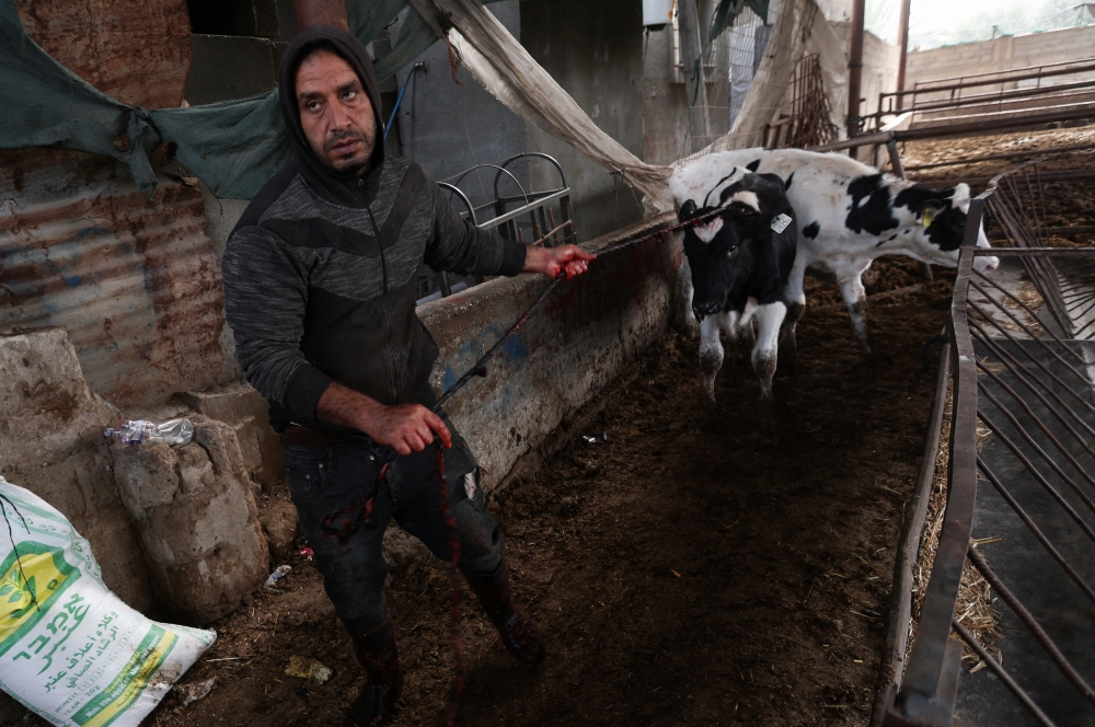 A Palestinian prepares to slaughter calves amid an animal import ban and food shortages