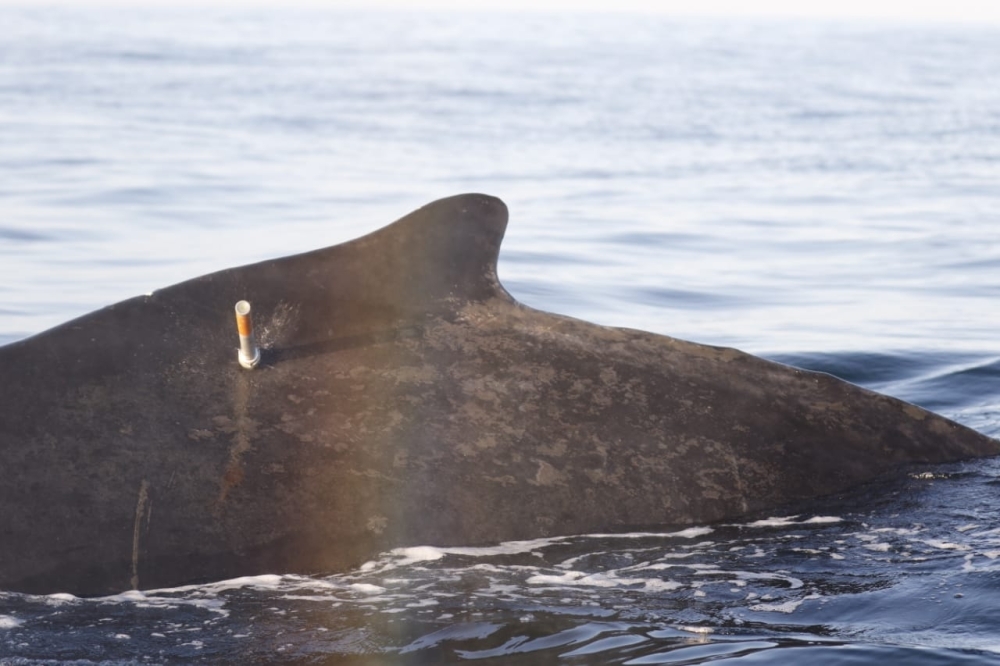 Humpback whale sighted in Masirah Masirah