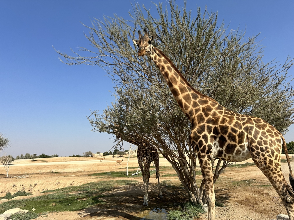 Ziraffe at Al Ain Zoo