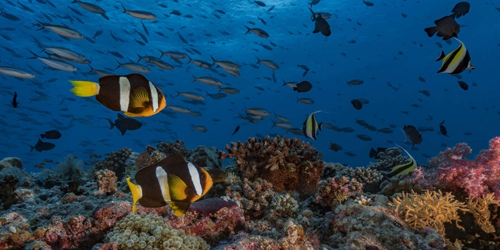 The cornerstone of our strategy must be to speed up the ecological transition as well as the fight against poverty. 