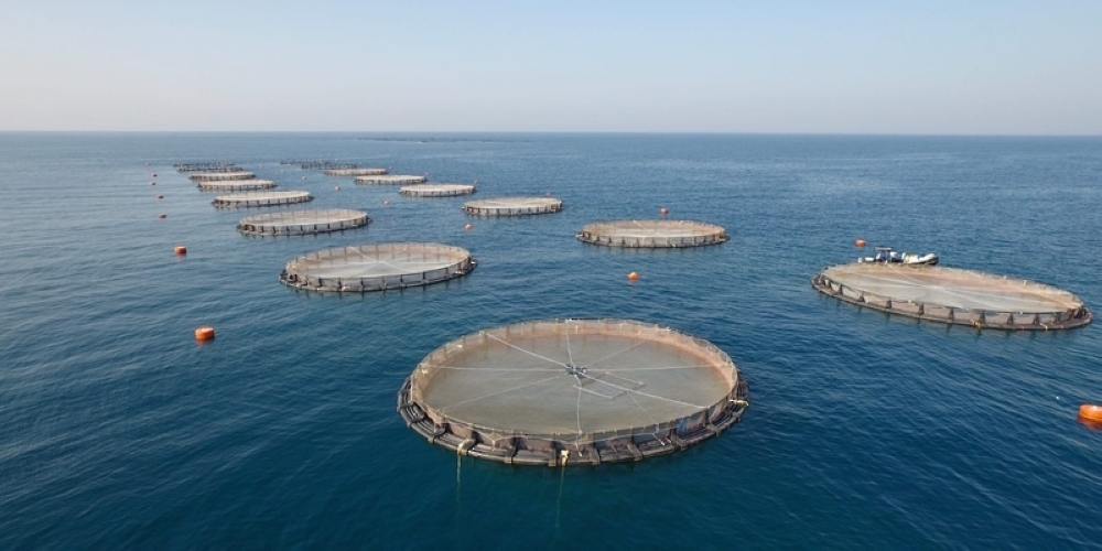 The total value of fish resources by the end of November 2023 amounted to about RO 387m and 453,000 Omani riyals