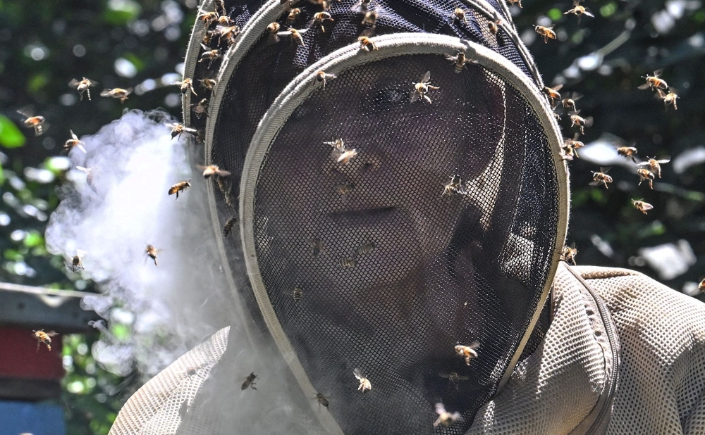 Beekeeper Mar? Zoila Acevedo checks a beehive in the municipality of Socorro in Santader departament, Colombia, on December 3, 2023. Four warehouses full of illegal timber in northeastern Colombia are set to receive a second lease of life as they are transformed into apiaries, contributing to the conservation of bees which are threatened by climate change and agrochemicals. (Photo by Juan BARRETO / AFP)

