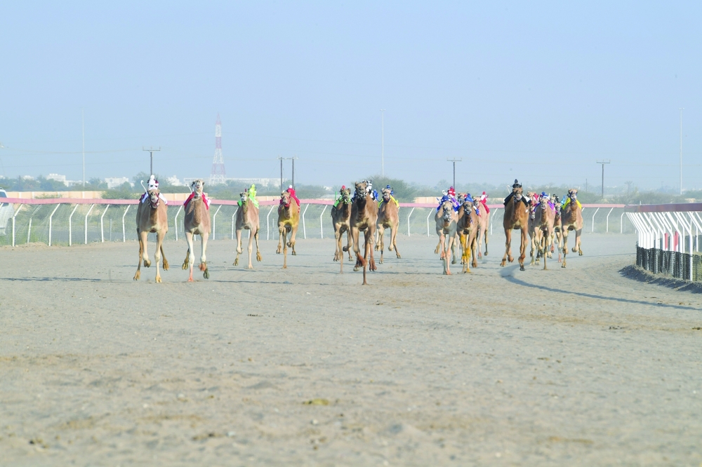 Camel Race