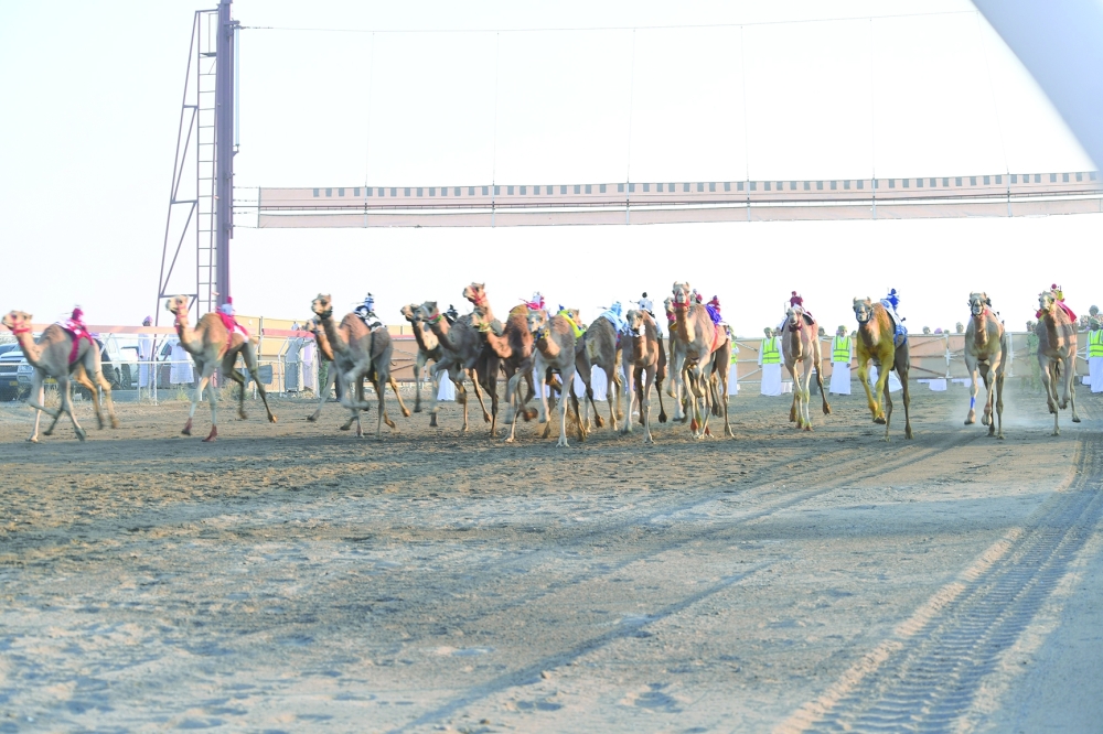Camel Race