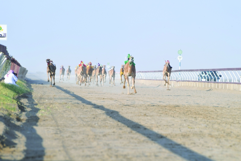 Camel Race
