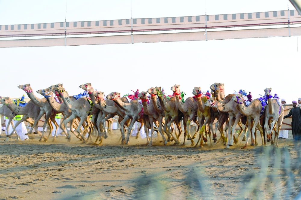 Camel Race
