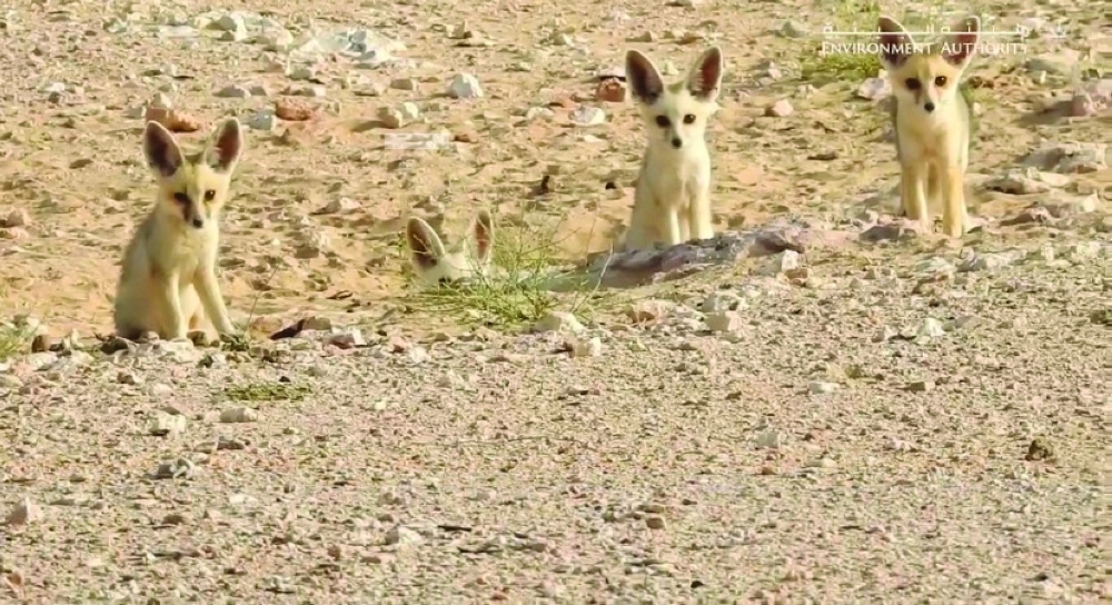 EA marks Gulf Wildlife Day