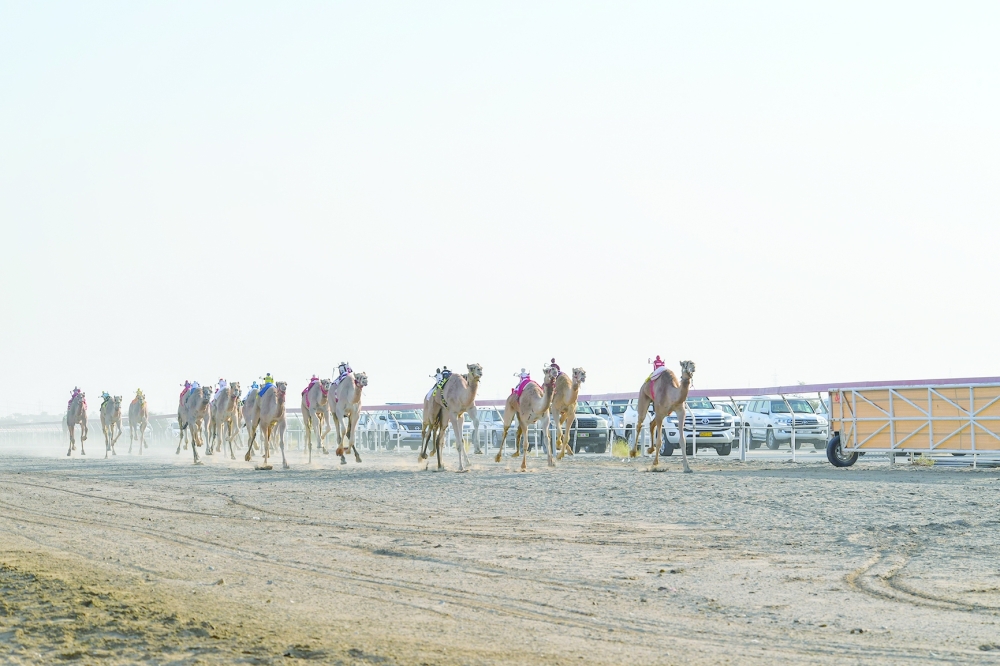 ‘Zeyarah’, ‘Sharoot’ win human riders' races in Barka