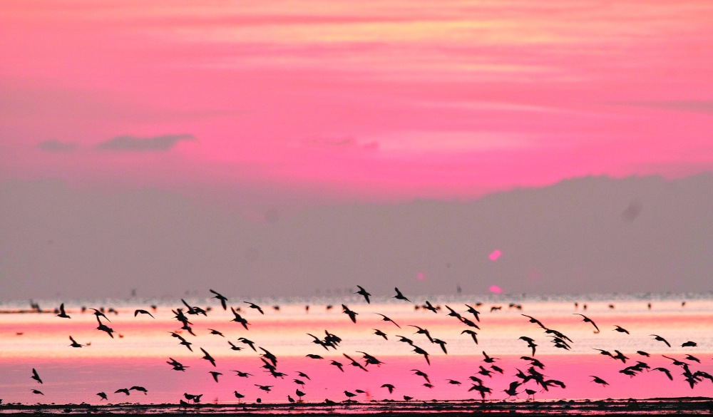 'Wetlands Reserve' of Bar Al Hikman calling
