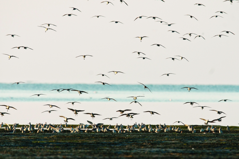 'Wetlands Reserve' of Bar Al Hikman calling