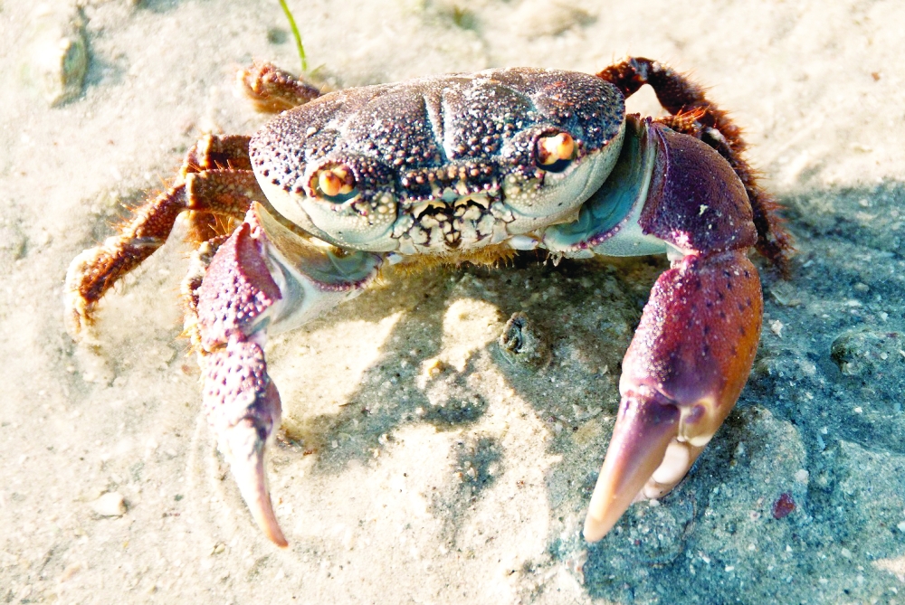 'Wetlands Reserve' of Bar Al Hikman calling