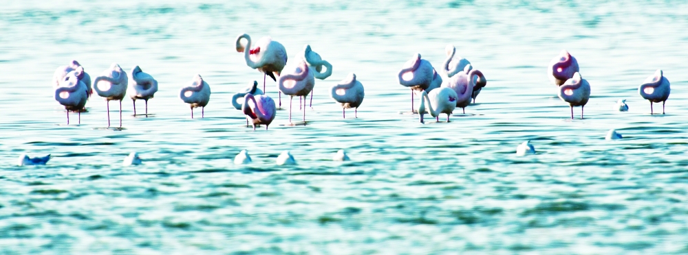'Wetlands Reserve' of Bar Al Hikman calling