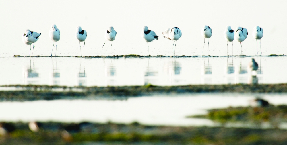 'Wetlands Reserve' of Bar Al Hikman calling