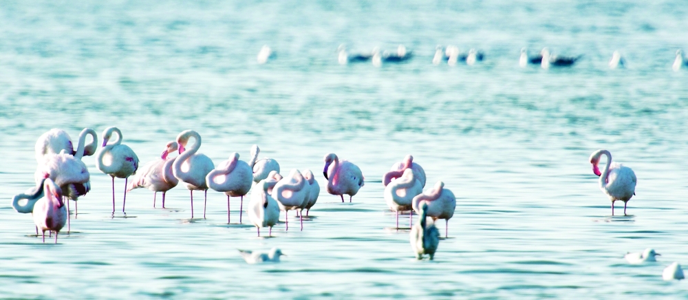 'Wetlands Reserve' of Bar Al Hikman calling