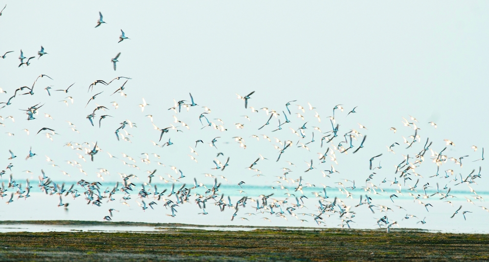 'Wetlands Reserve' of Bar Al Hikman calling