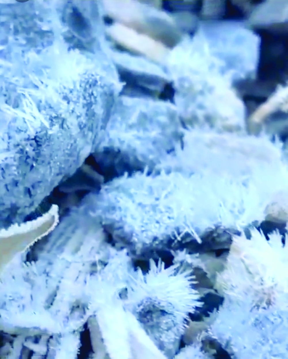 Cold wave brings frost to Jabal Shams