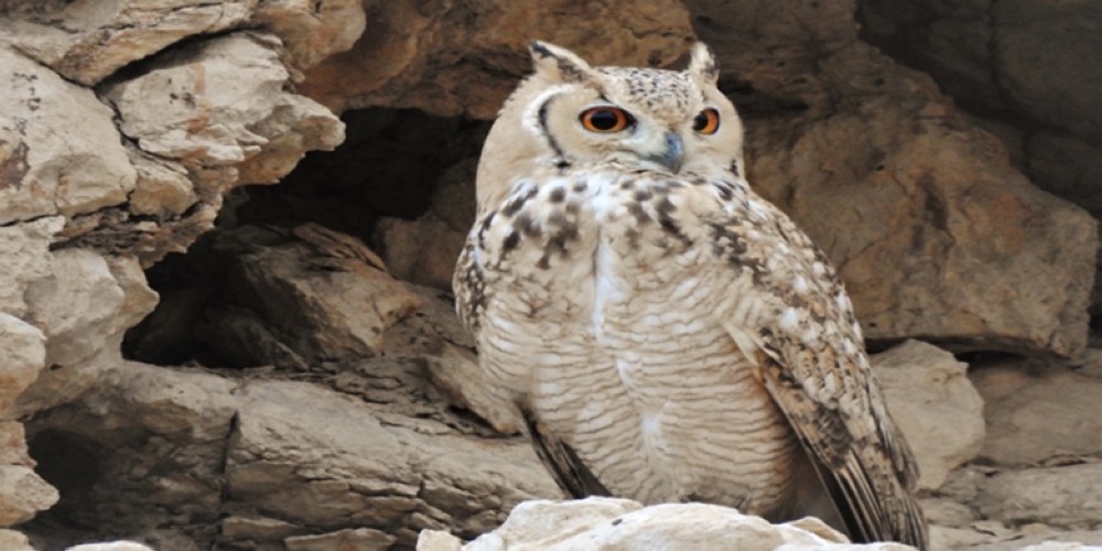 Five endangered owl species monitored in Al Buraimi