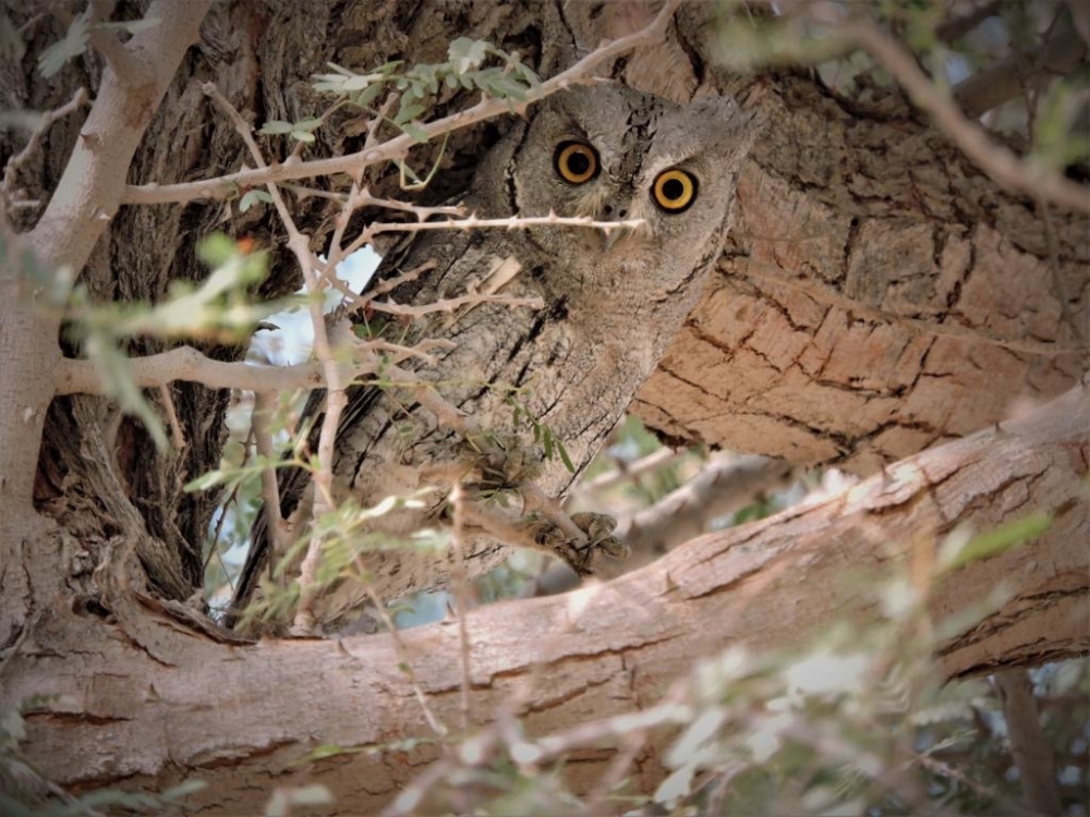 Five endangered owl species monitored in Al Buraimi