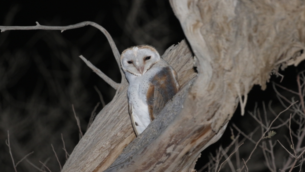 Five endangered owl species monitored in Al Buraimi