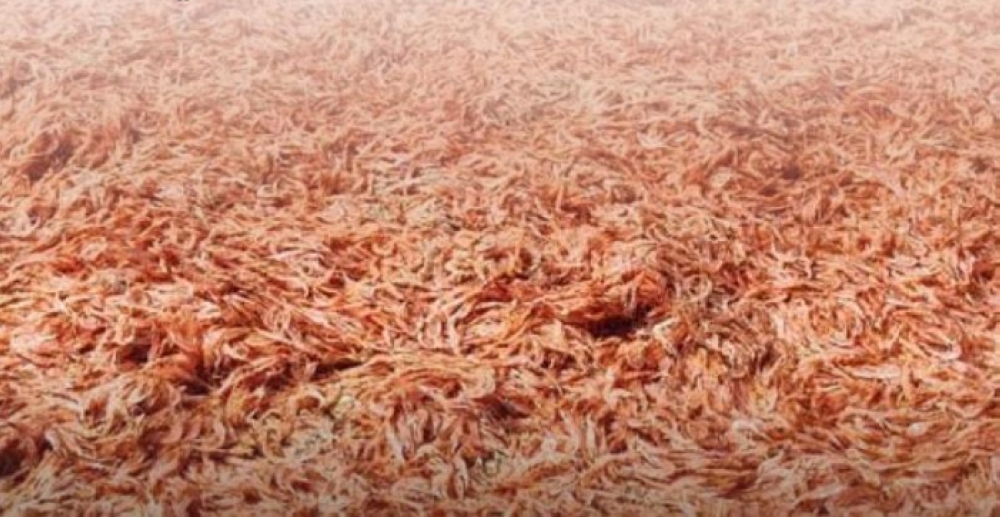 Shrimp death cases occur in Rakhyout